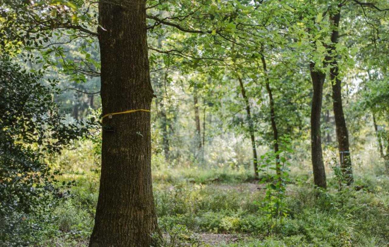 Sternschnuppenbaum mit gelben Band